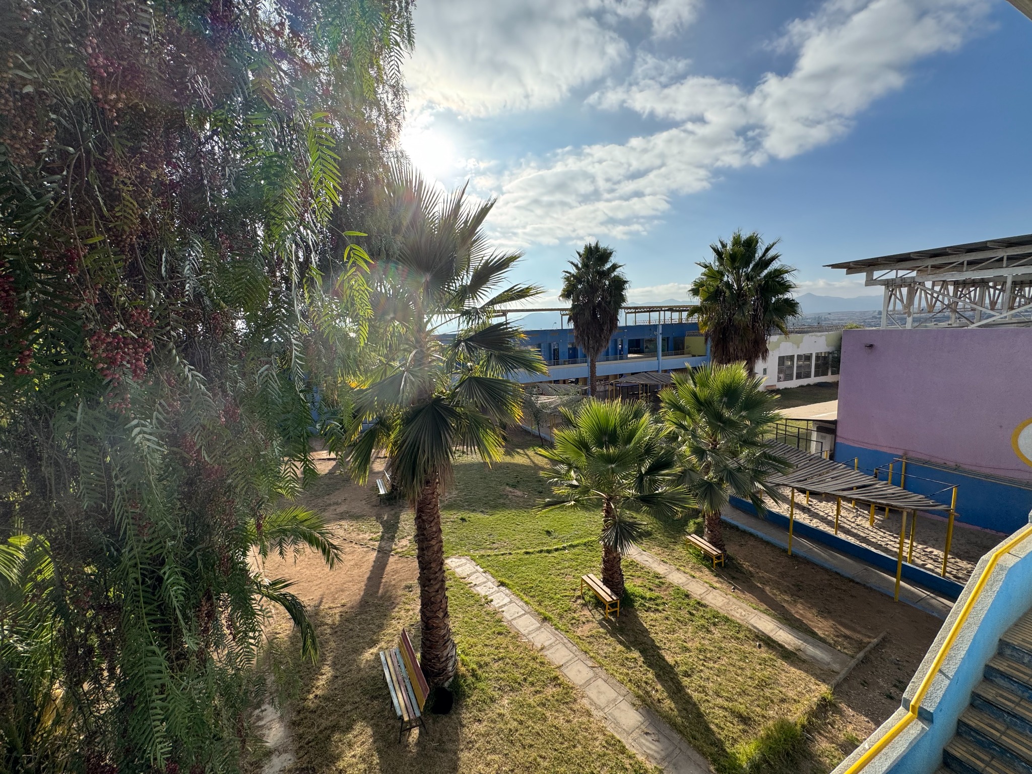 Áreas verdes y palmeras del establecimiento